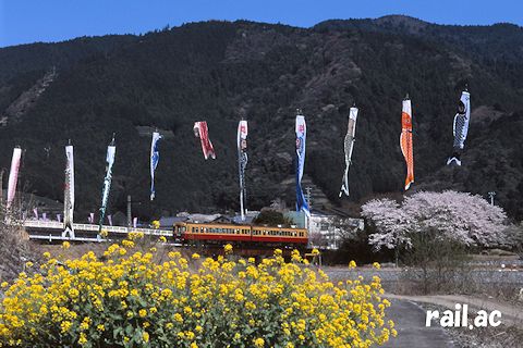 大井川鐵道3000系と菜の花とこいのぼり